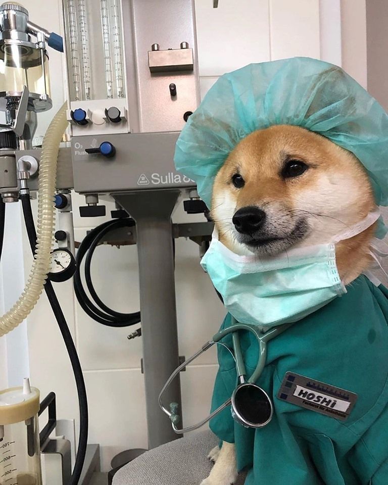 Dogtor