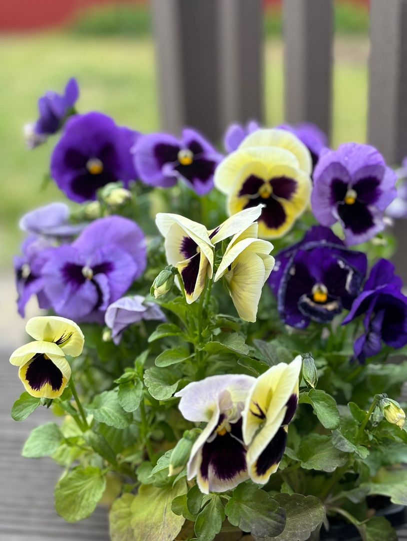 The charm of violets