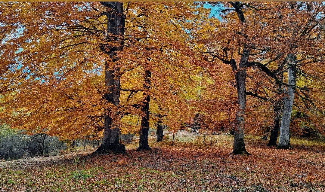 Golden forest 🍂✨🍁