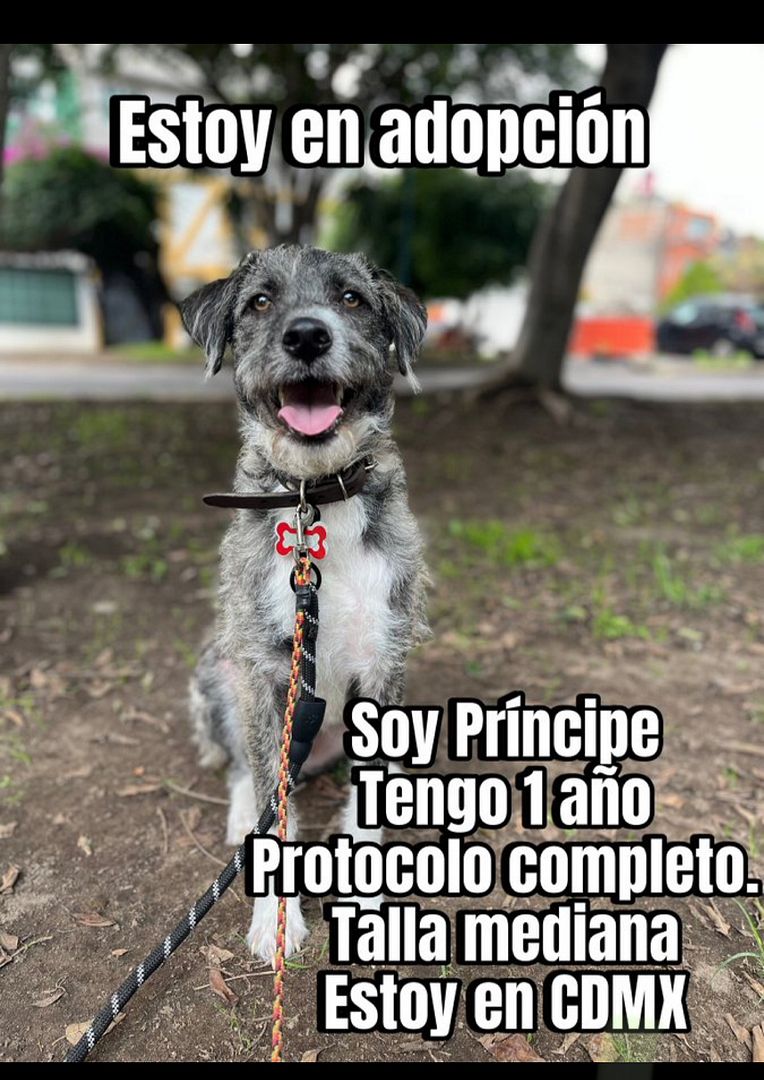 Príncipe