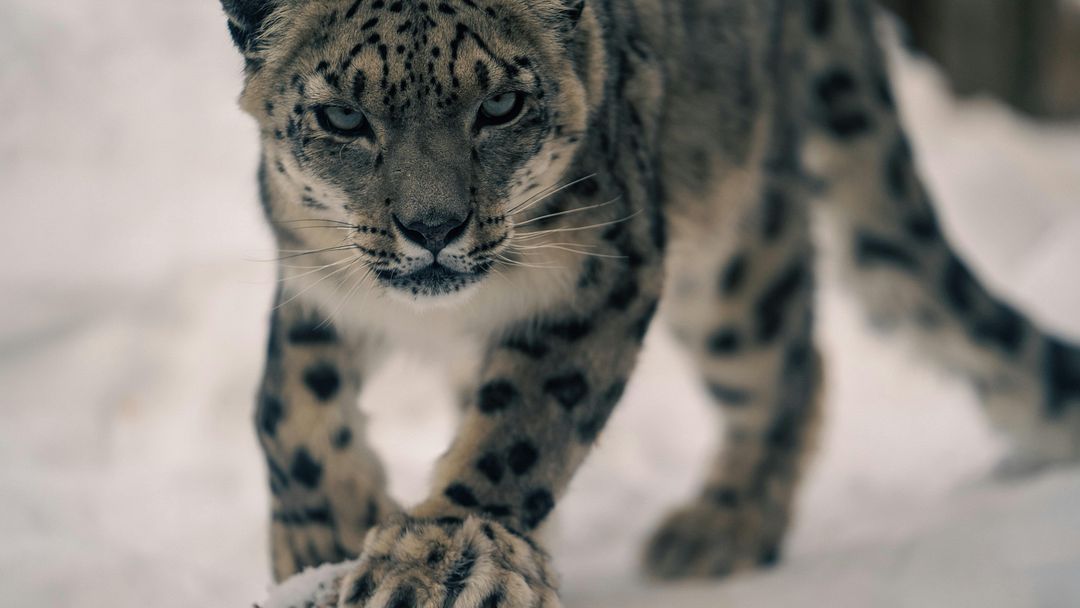 A snow leopard walking through the snow