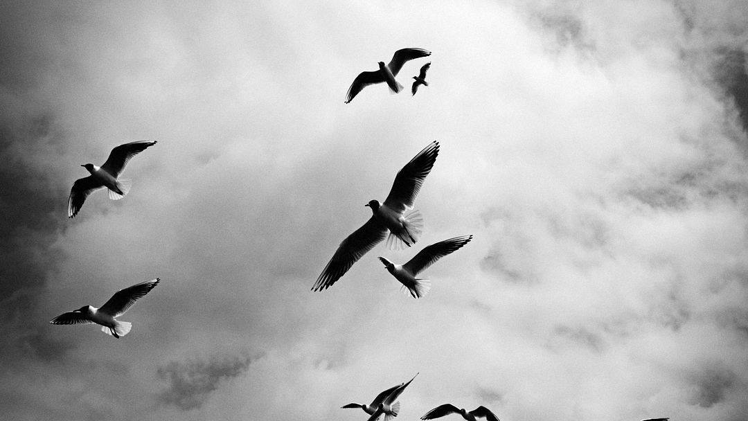 birds_sky_flight_clouds-1920x1080