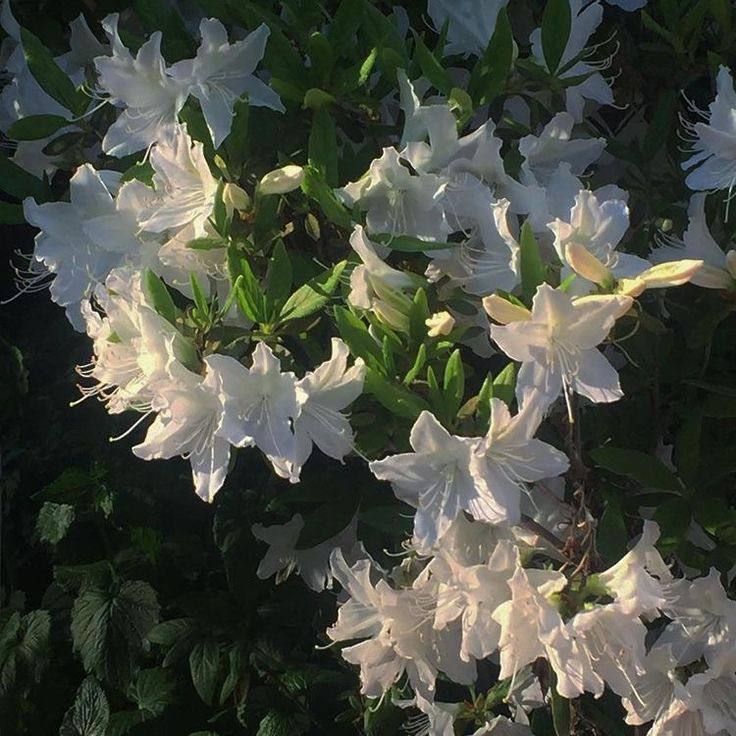 white lilies