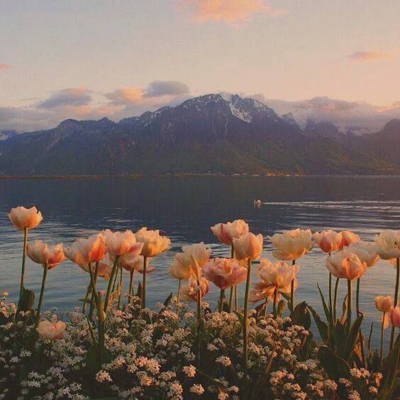 flowers on the background of a mountain lake