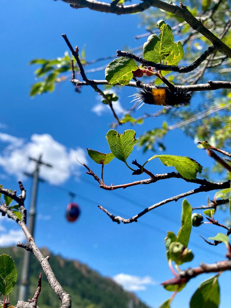 Spotted Tussock Caterpillar