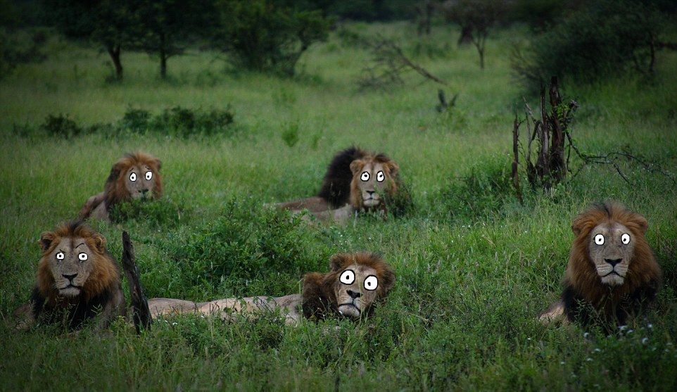 Lion`s friends