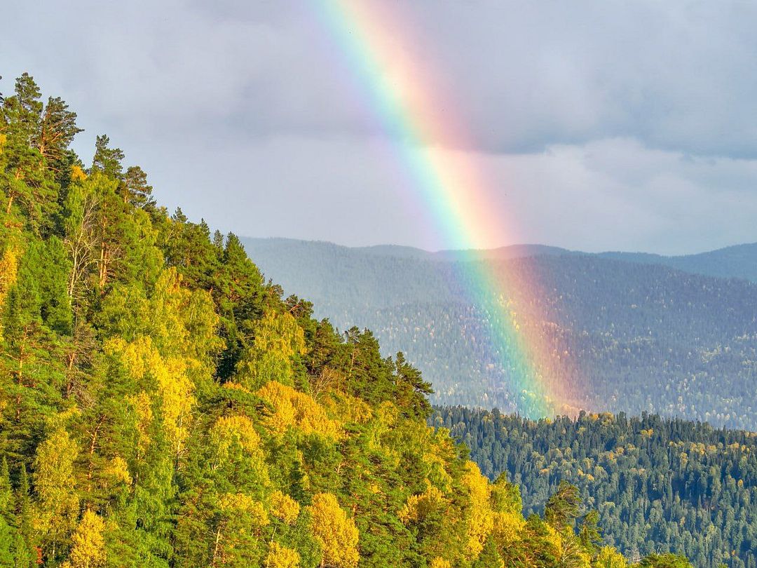 Taiga rainbow