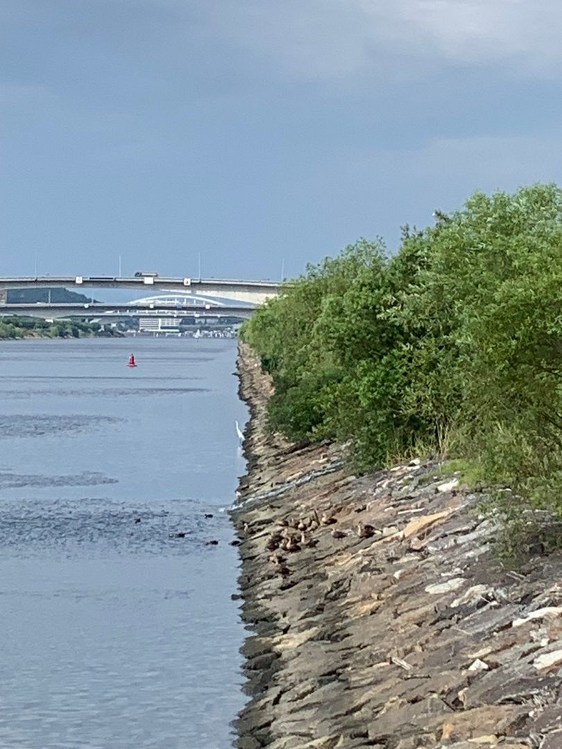 Ducks from Ara Waterway