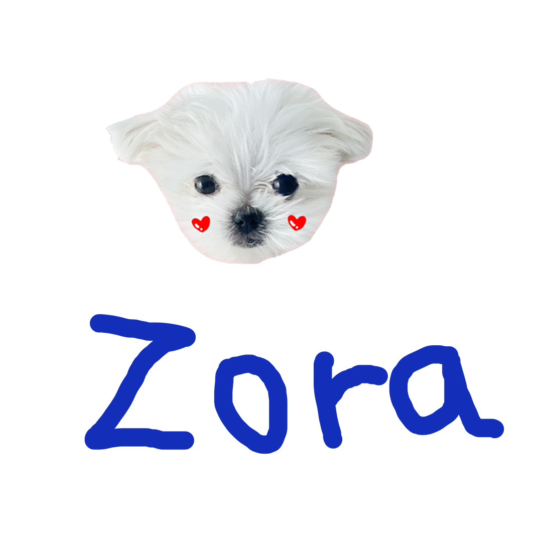 cute dog zora