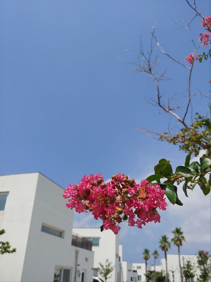 목백일홍 Lagerstroemia indica