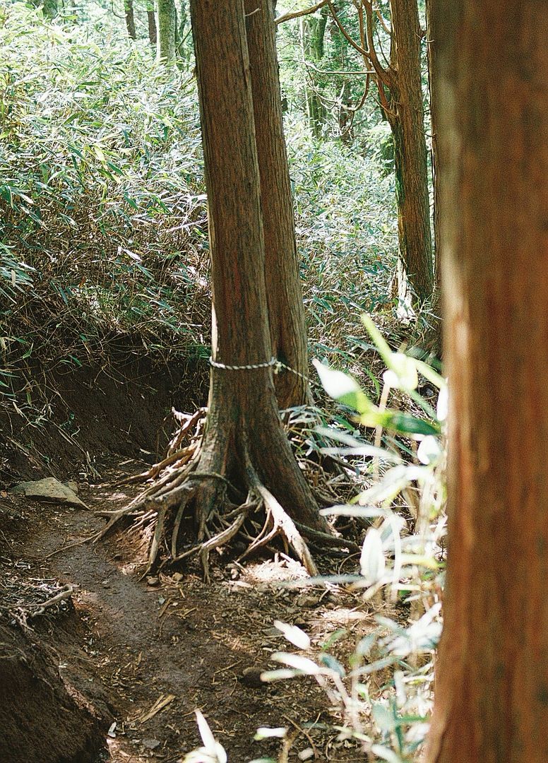 Trekking in Japan