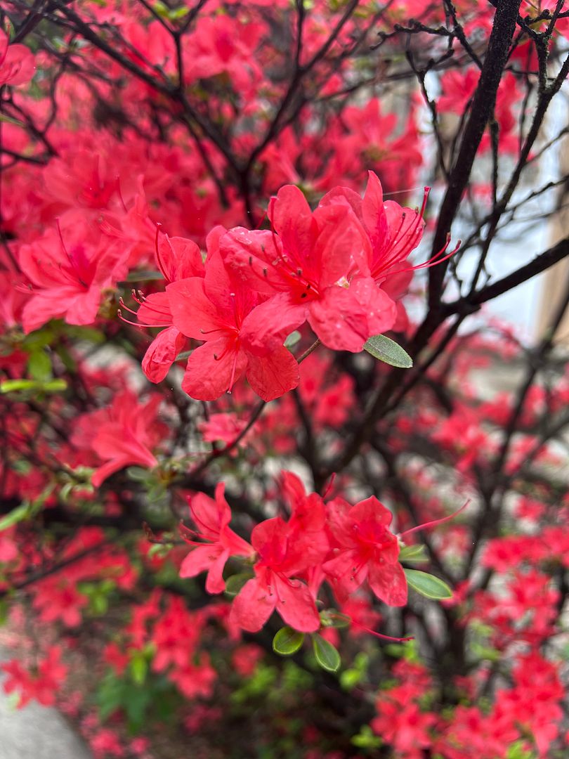Bloom