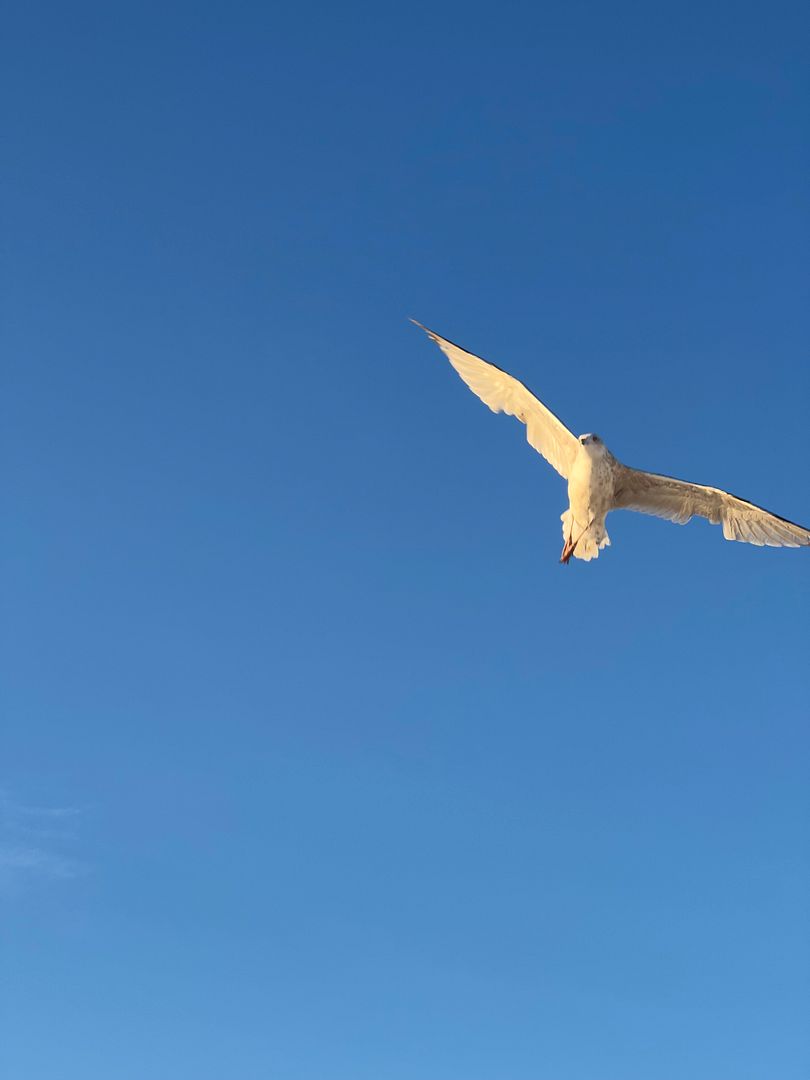 flying seagull