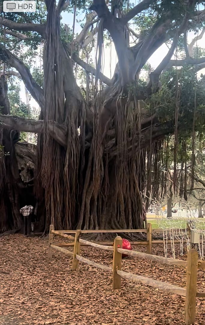 Banyan tree in Florida