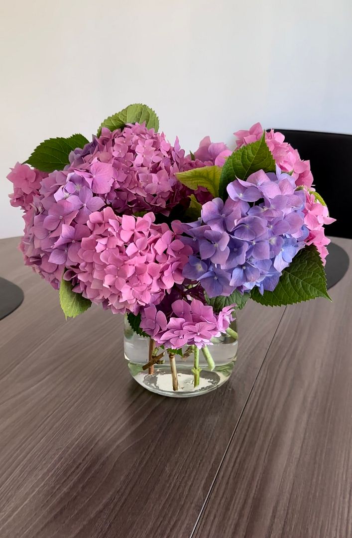 Hydrangea 🌸