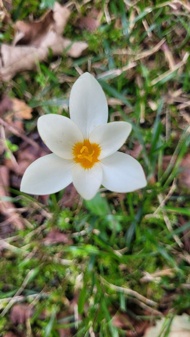 A beautiful forest flower from a beautiful Hyrcanian heart