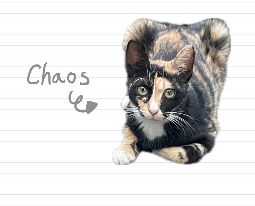 Cat_Chaos_6