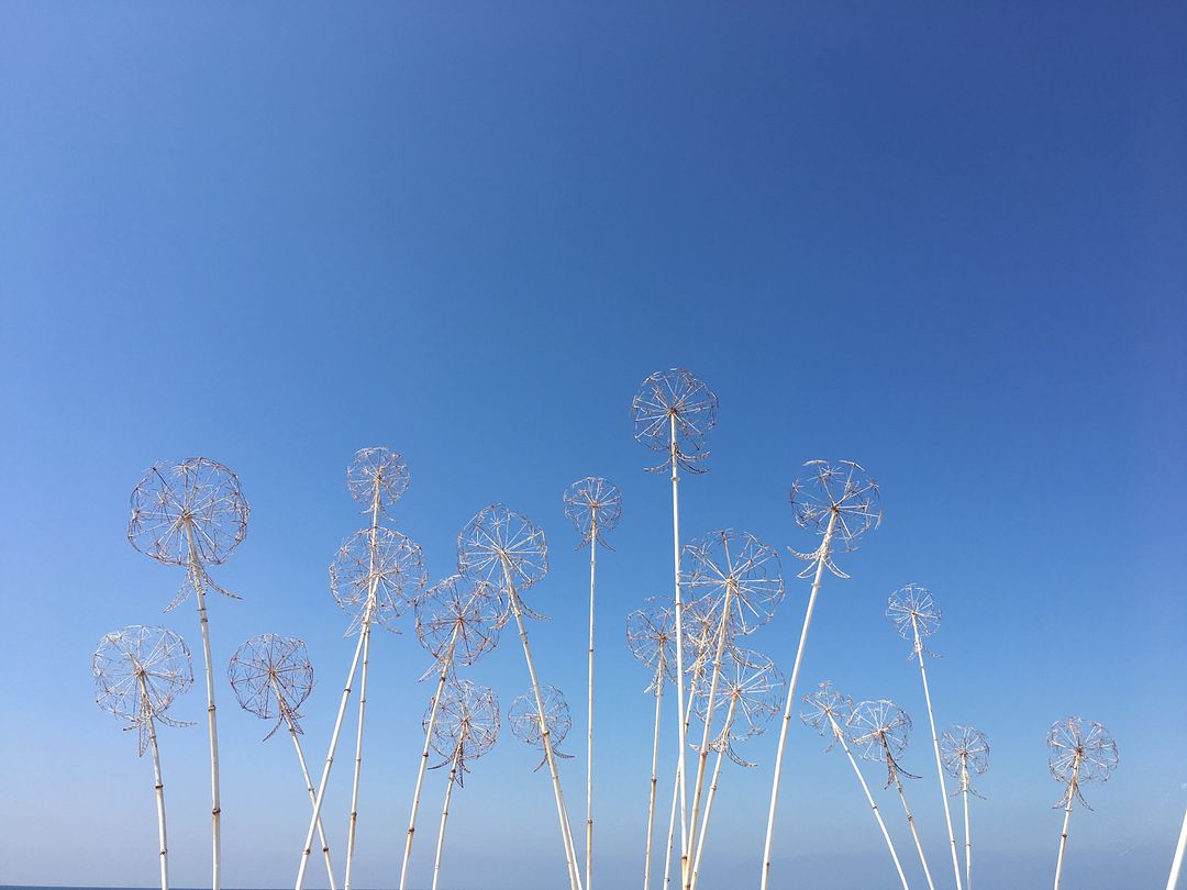 Dried flowers that no longer exist