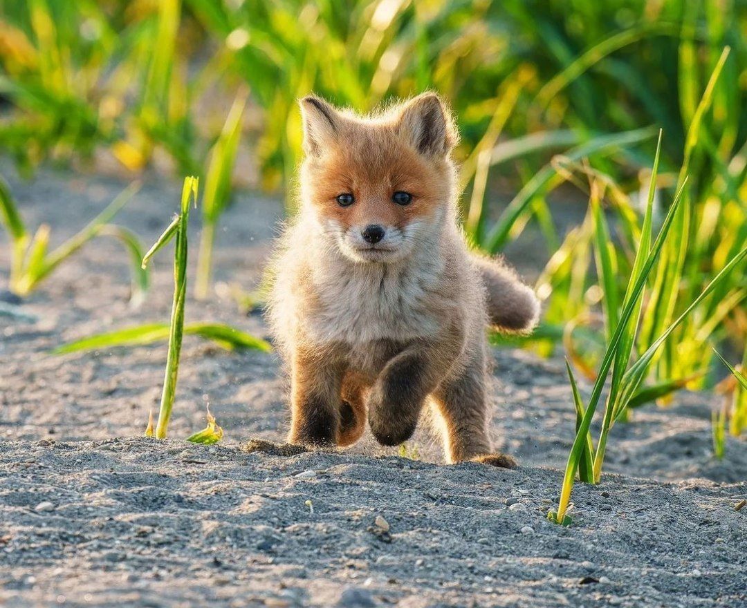 baby fox