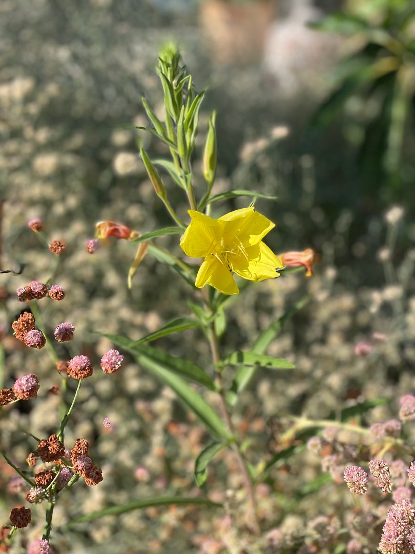 Oenothera californica