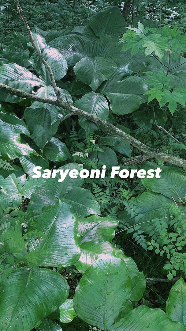 Saryeoni Forest in Jeju