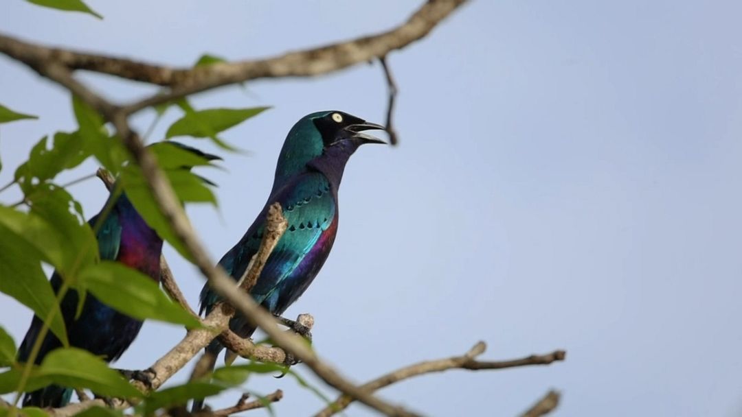 Splendid Starling