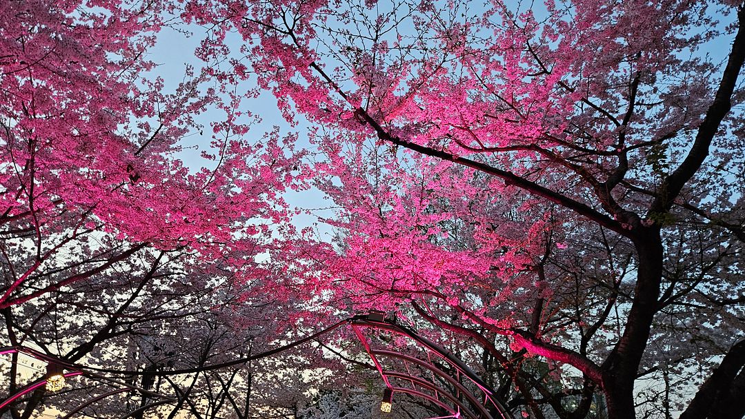 Cherry Blossoms at night