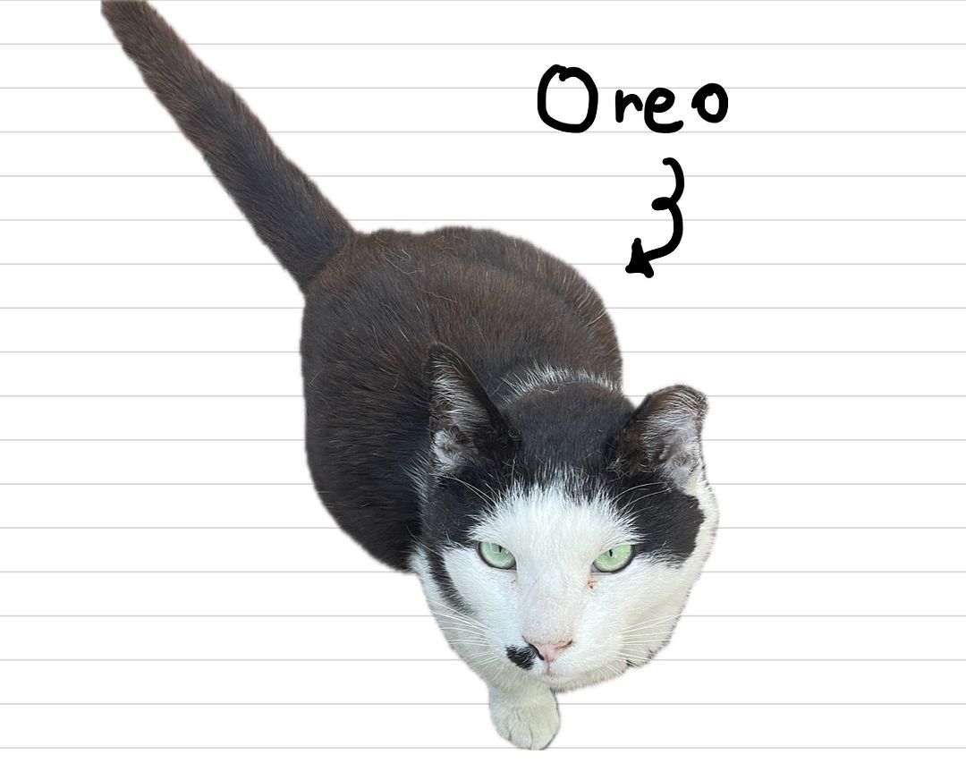 Cat_Oreo_1