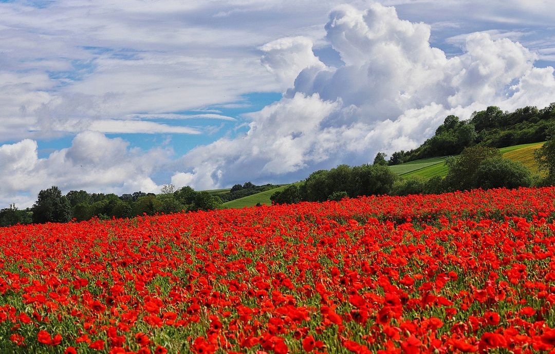 Poppy field