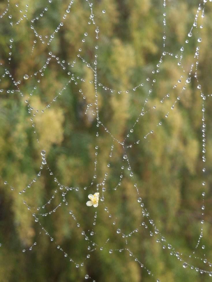 cobweb in dew