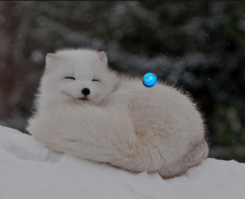 Arctic Fox 2