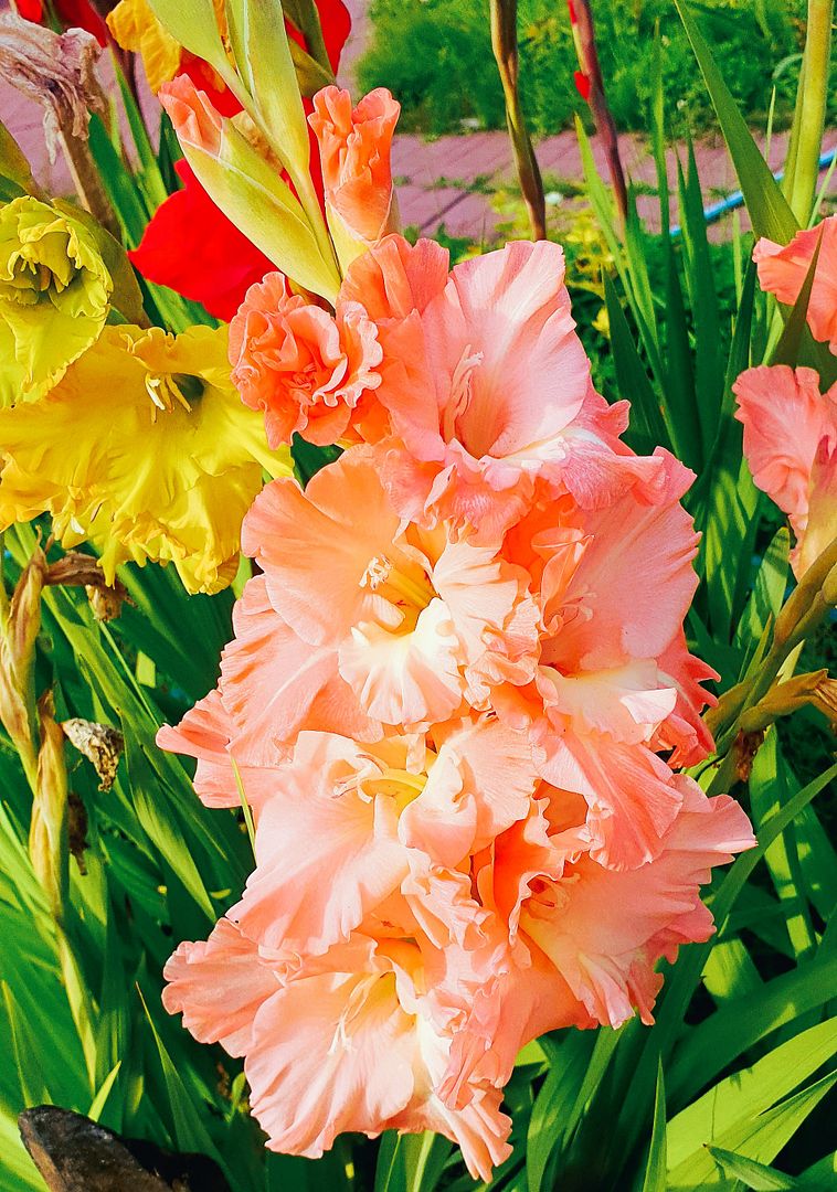 MY GLADIOLI