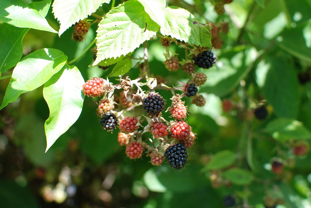 Berries