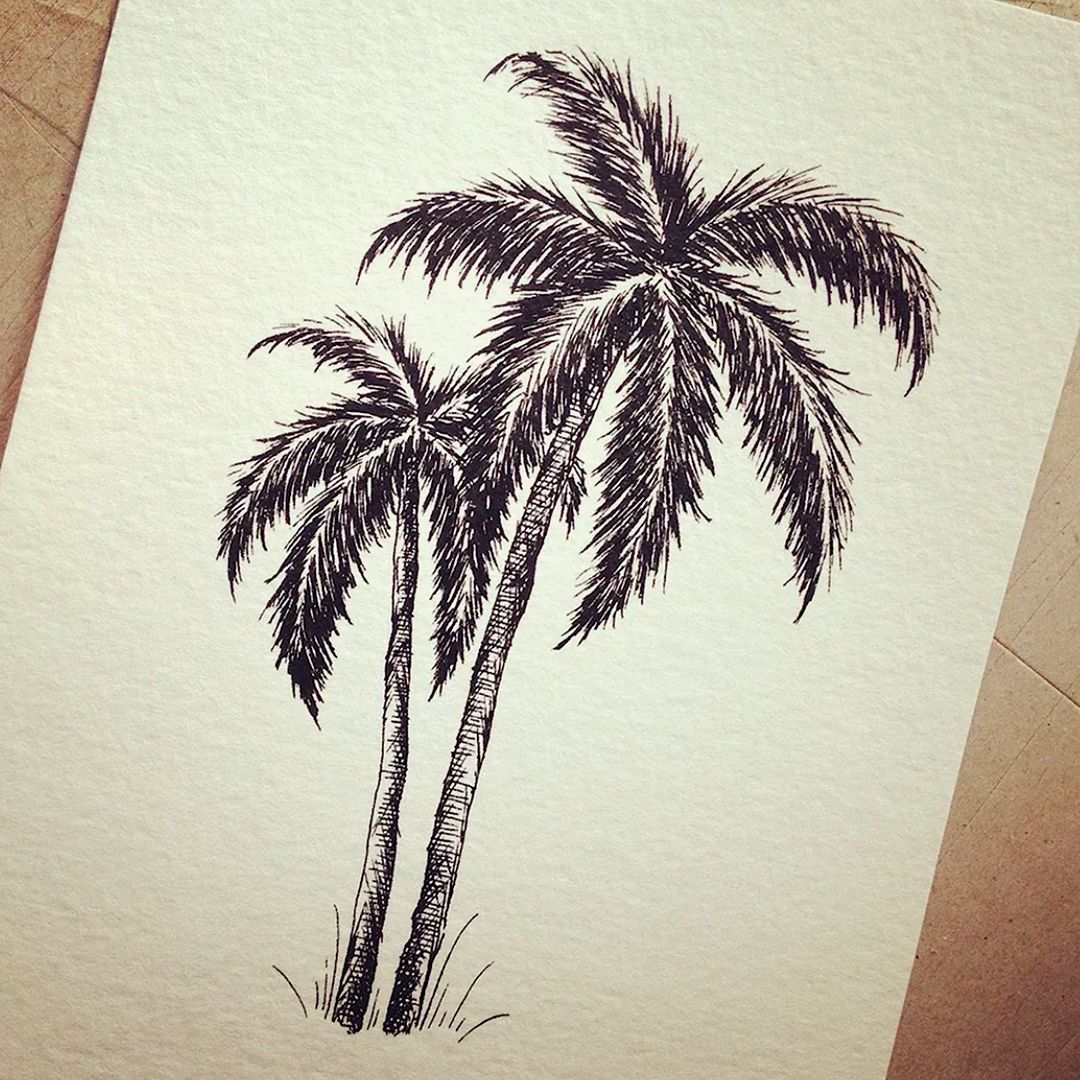 Palm tree. Pencil drawing.