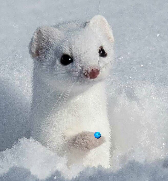 Least Weasel