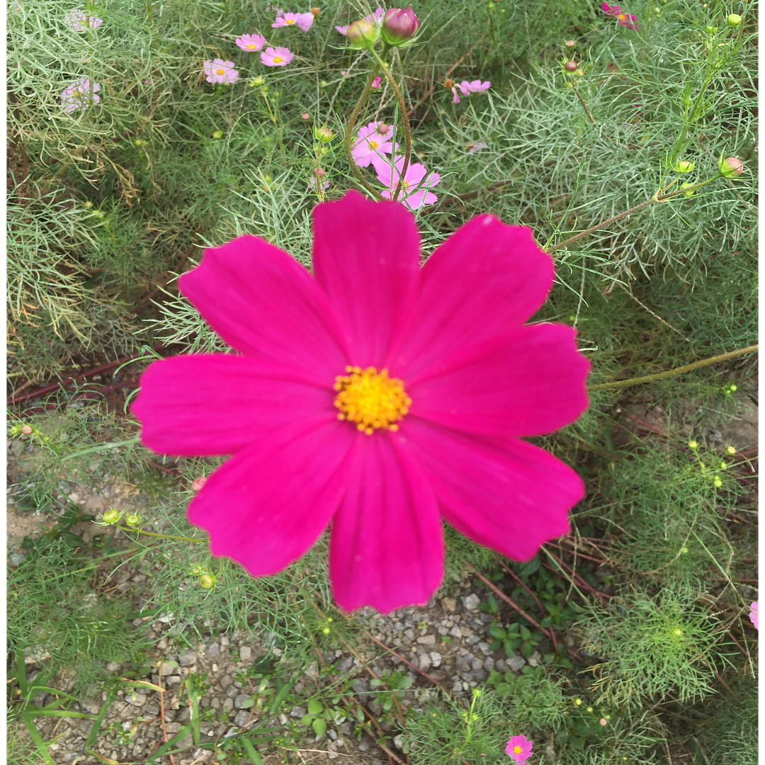 Cosmos flowers