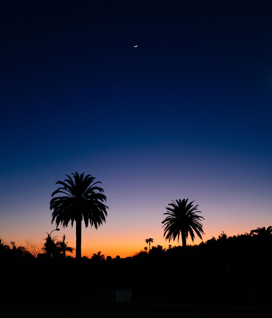 Moonrise Between The Palms