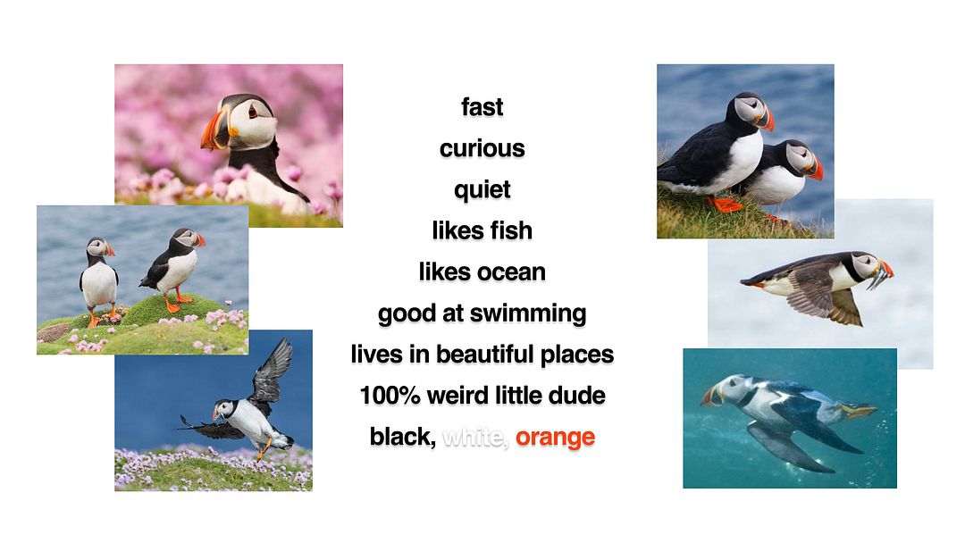 atlantic puffin