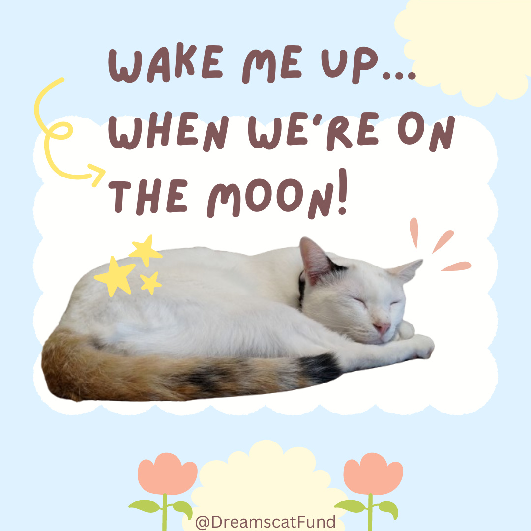 Wake Me Up Wen We Moon ...