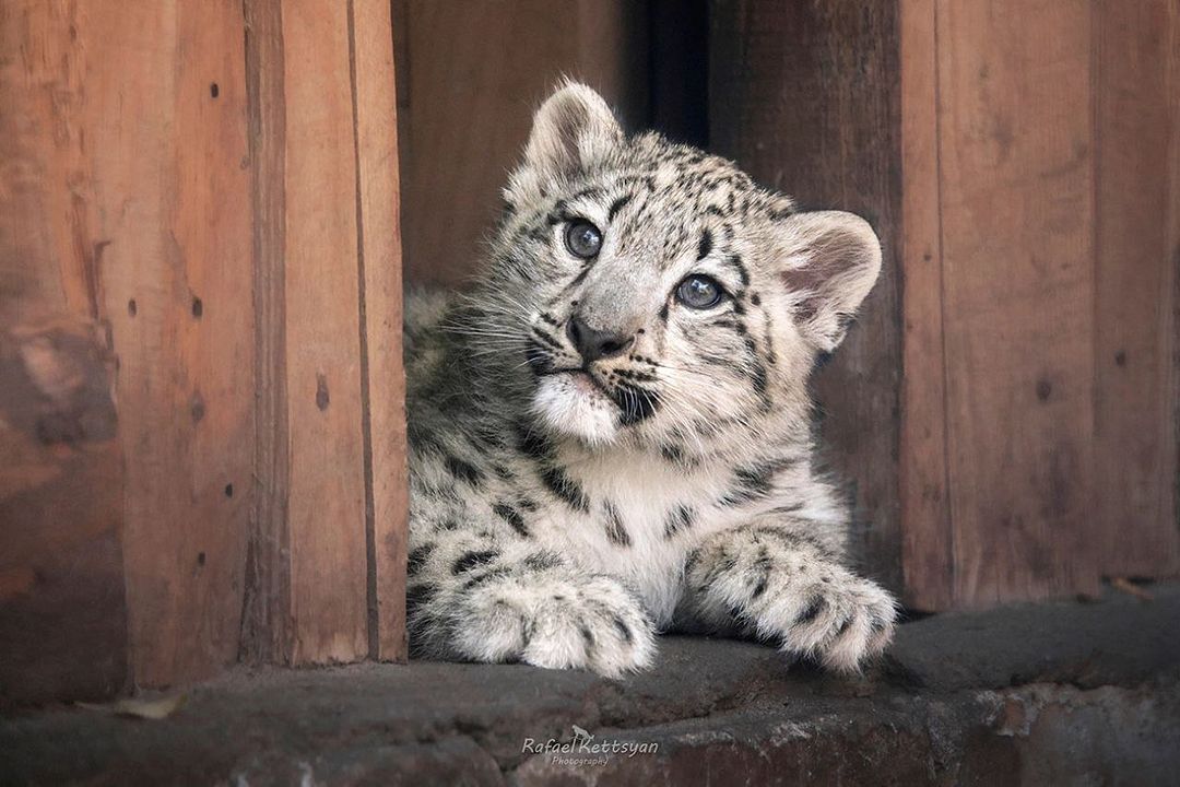 Snow leopard kitten