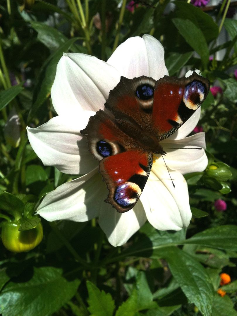 Butterfly on white