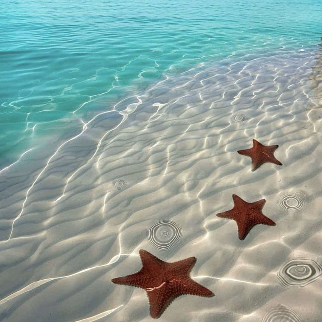 Starfish dreams