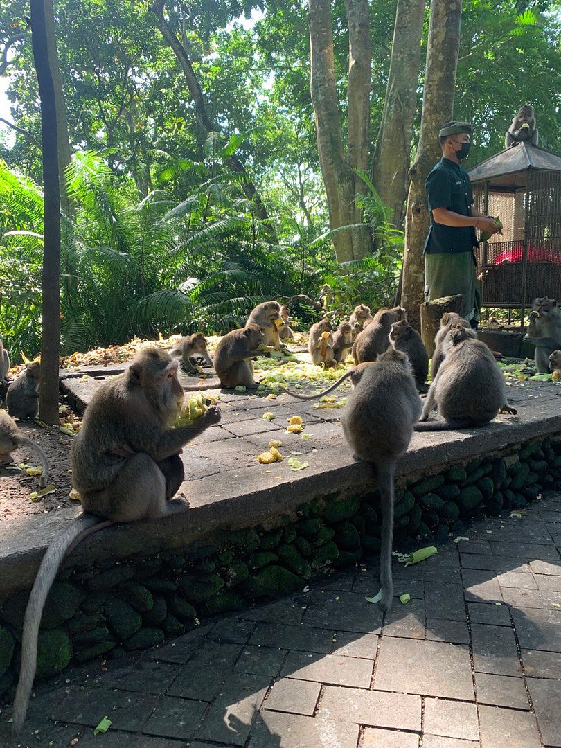 Ubud Monkey Forest