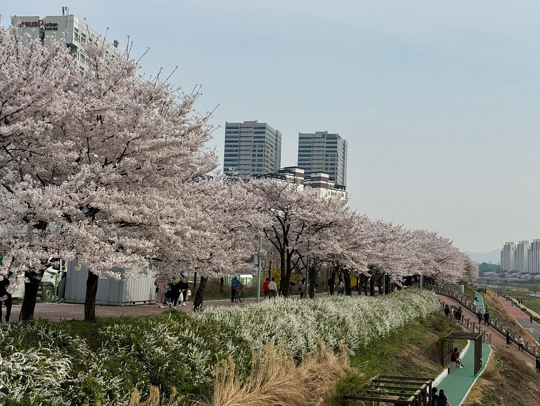 Cherry Blossom in Spiring!