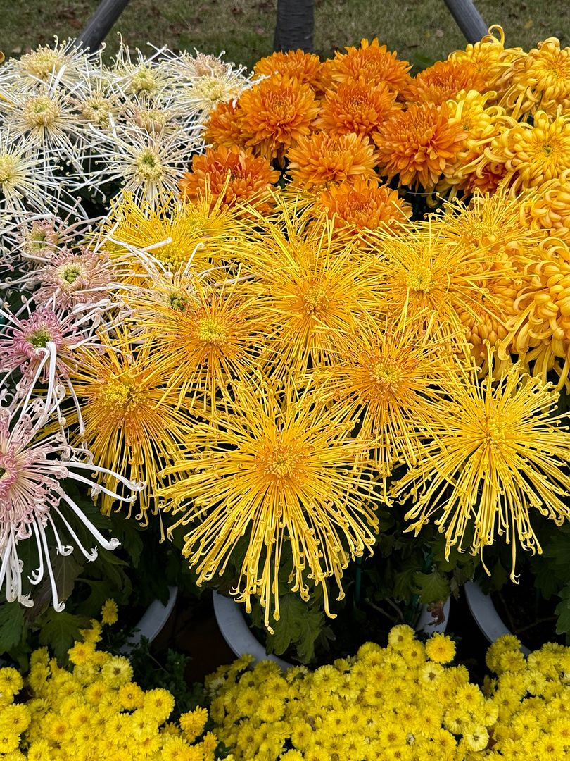 Chrysanthemum Festival-1