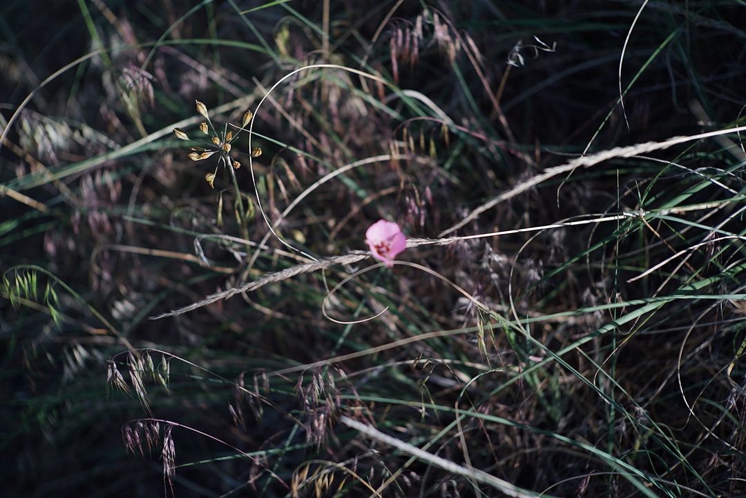 Eek - what’s that pink thing in the grass