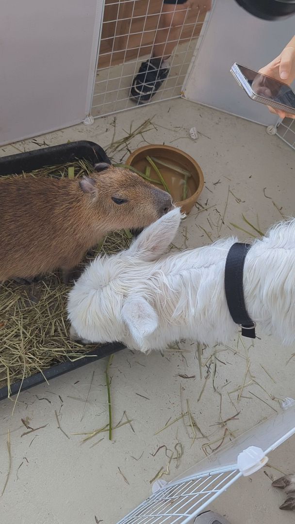 Capybara Eat Llama