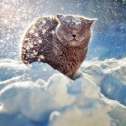 Snowy cat