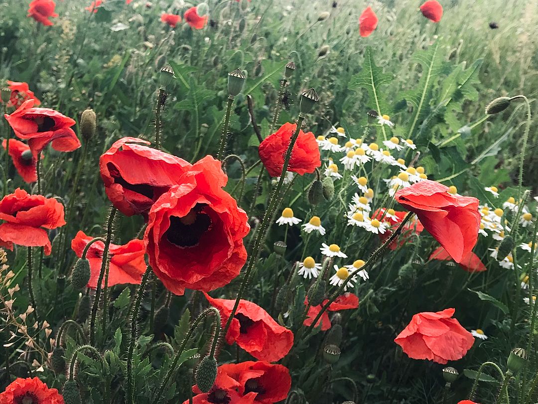 Poppies