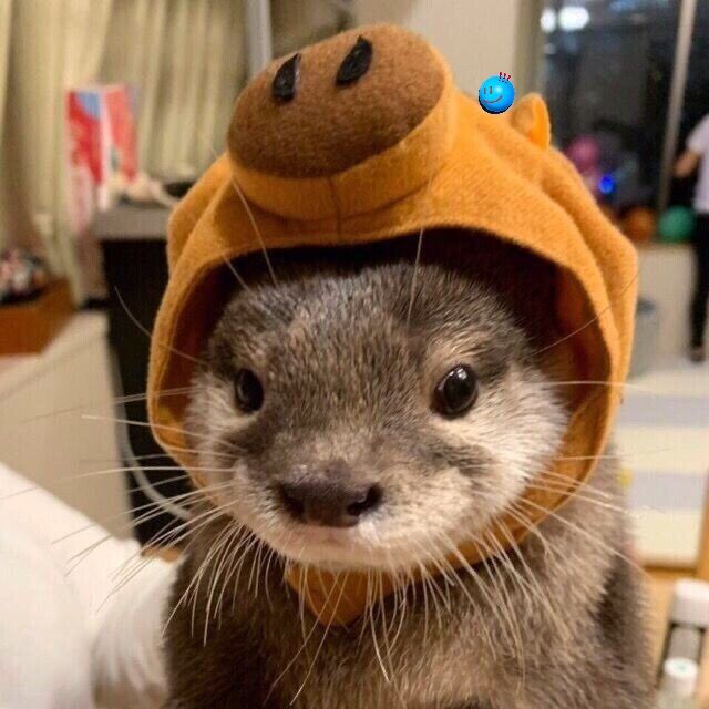 Otter_7